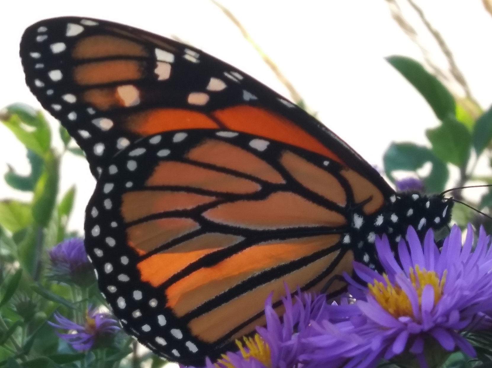 Kris Sorenson: Monarch